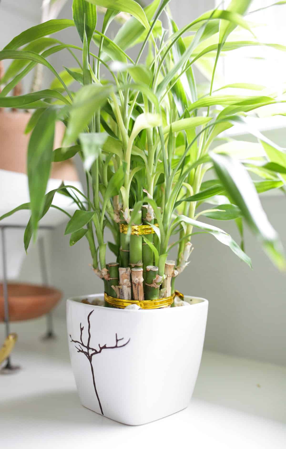 Lucky Bamboo Plant Care - Growing Tips - Paisley Plants