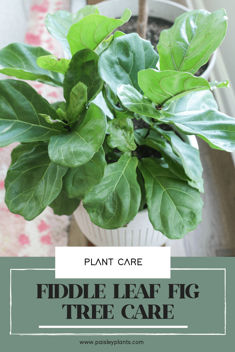 How to Grow and Care for a Fiddle Leaf Fig Tree Paisley Plants