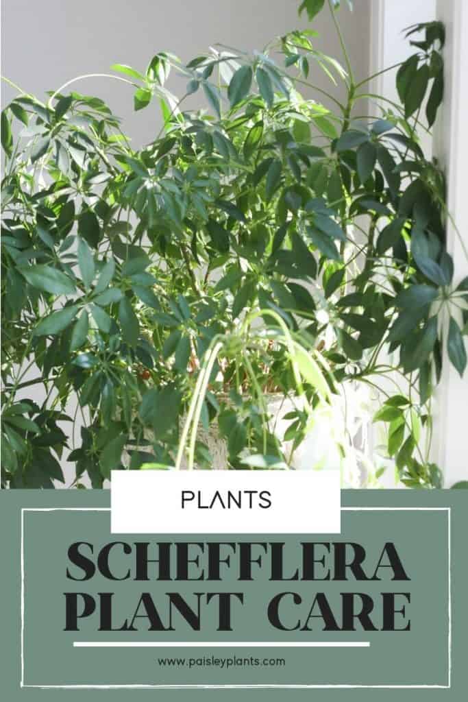 Schefflera plant care