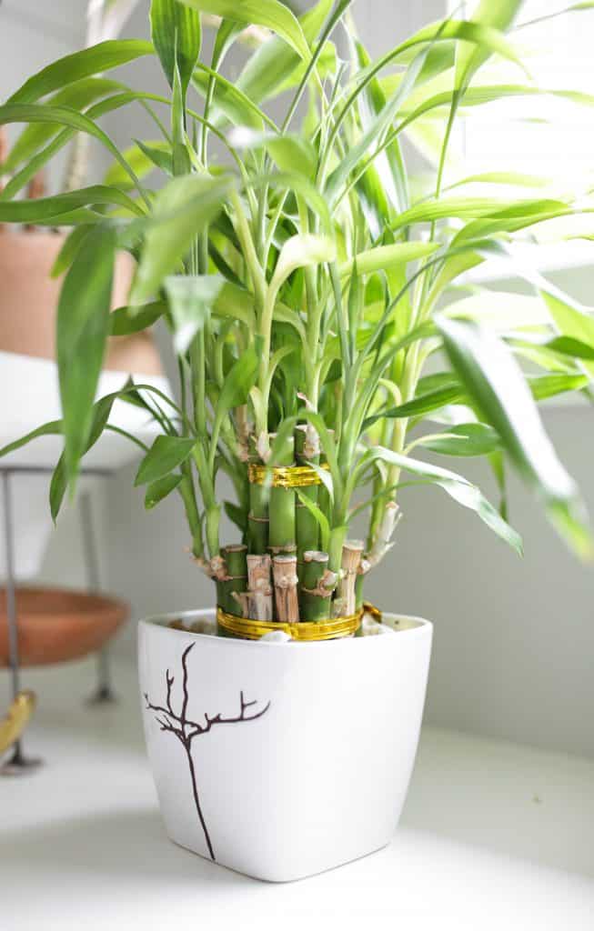 Lucky Bamboo Plant Care - Growing Tips - Paisley Plants