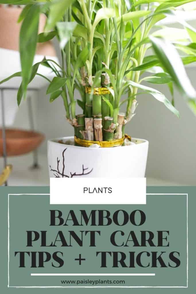 bamboo plant care