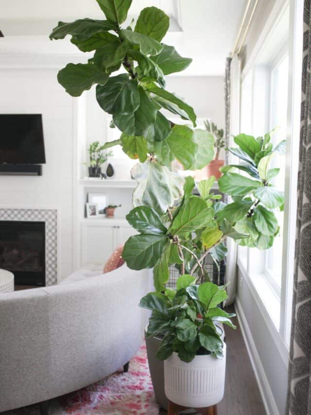 3 Best Fiddle Leaf Fig Fertilizers Paisley Plants