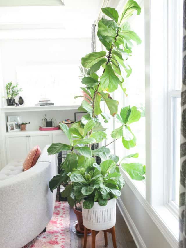 fiddle leaf fig trees in living room