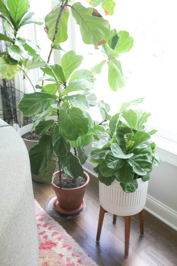 fiddle leaf fig tree plants