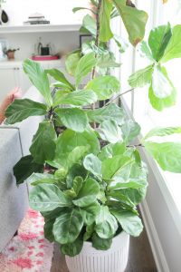 How to Grow and Care for a Fiddle Leaf Fig Tree - Paisley Plants