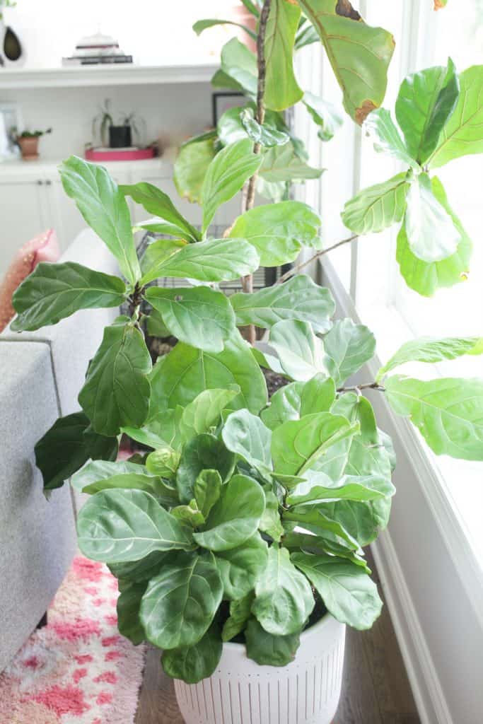 fiddle leaf fig tree