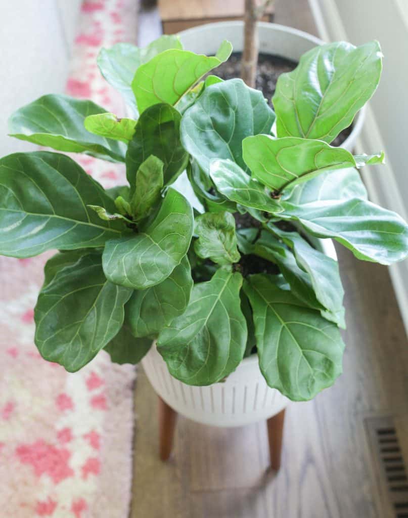 fiddle leaf fig tree