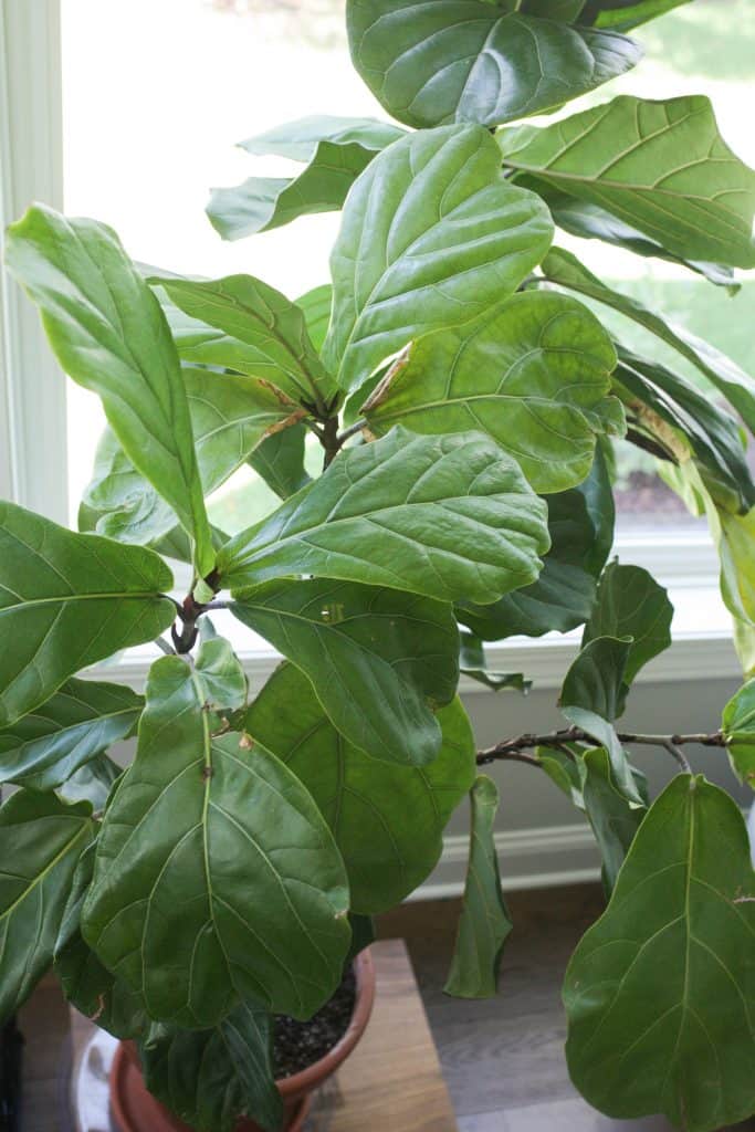 fiddle leaf fig tree