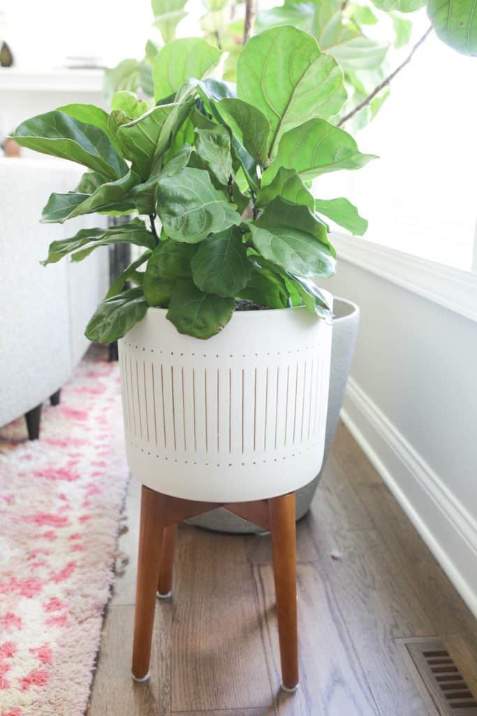 fiddle leaf fig tree in white pot