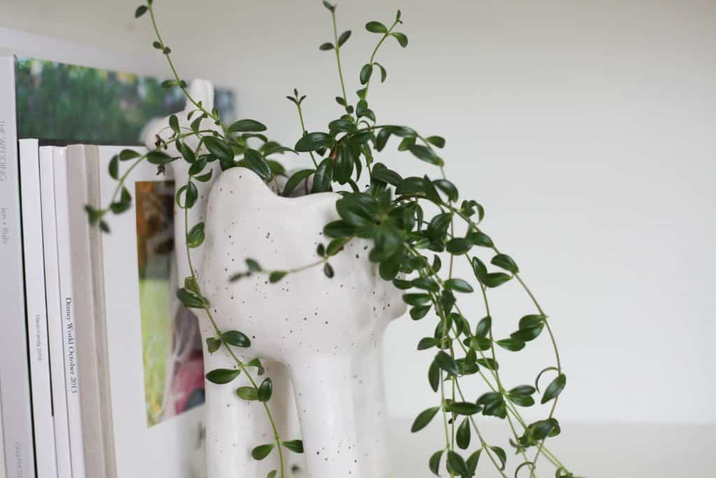 Lipstick plant care tips and tricks