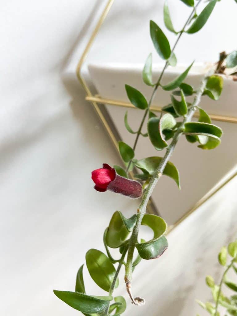 Lipstick plant bloom