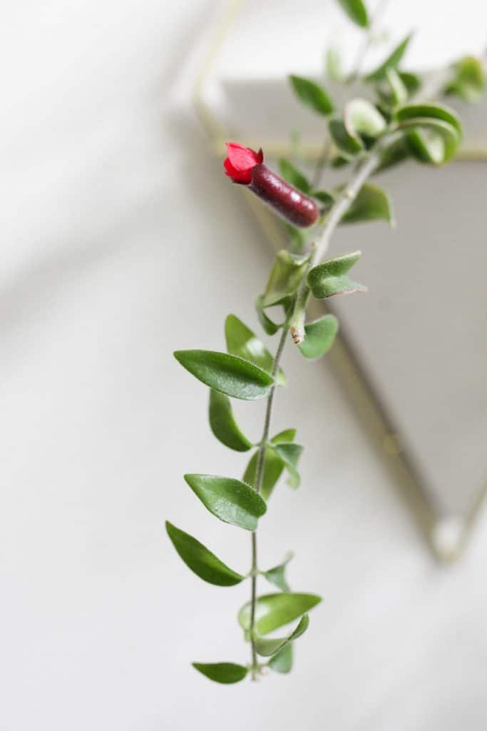 Lipstick plant bloom