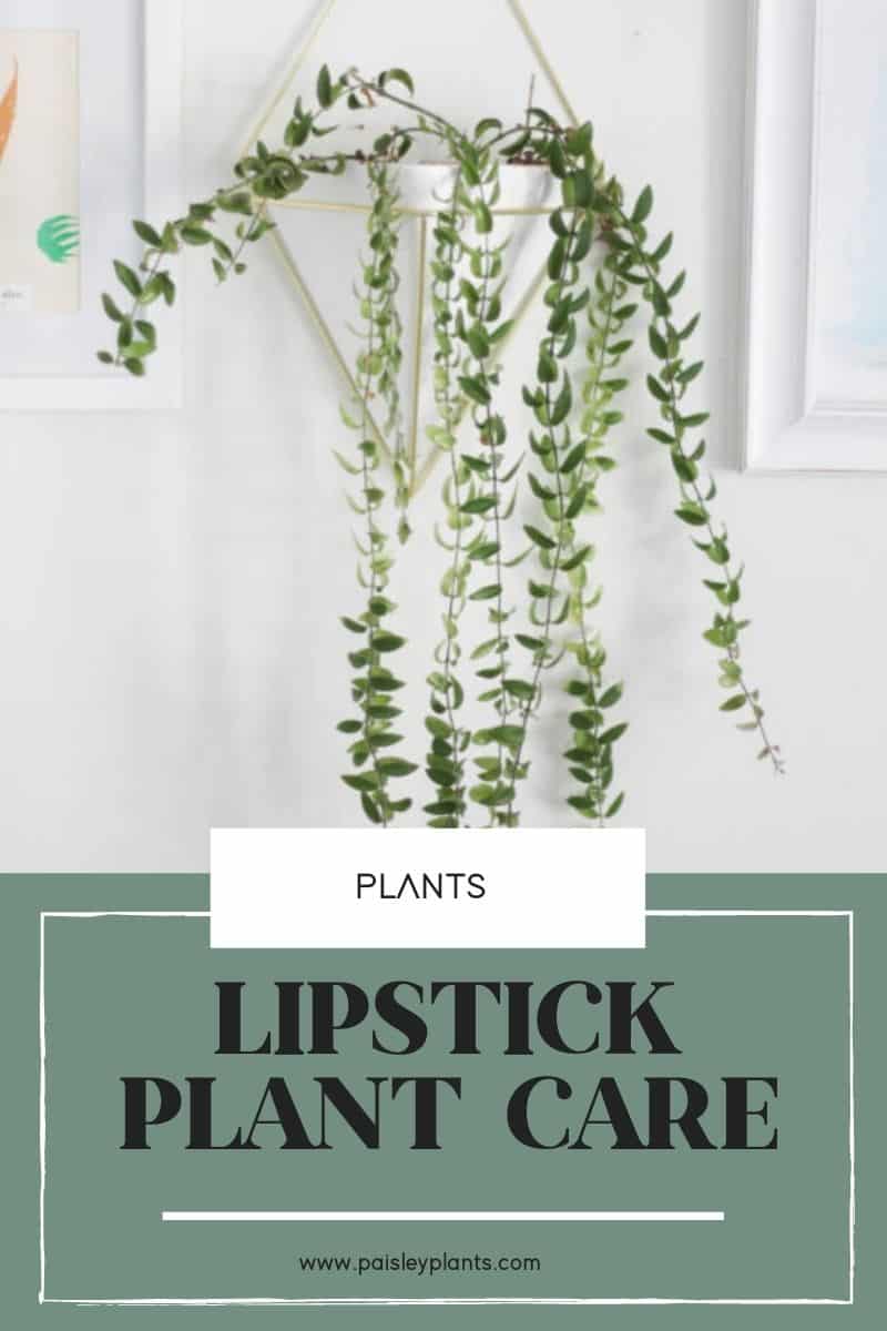 Lipstick plant care tips and tricks