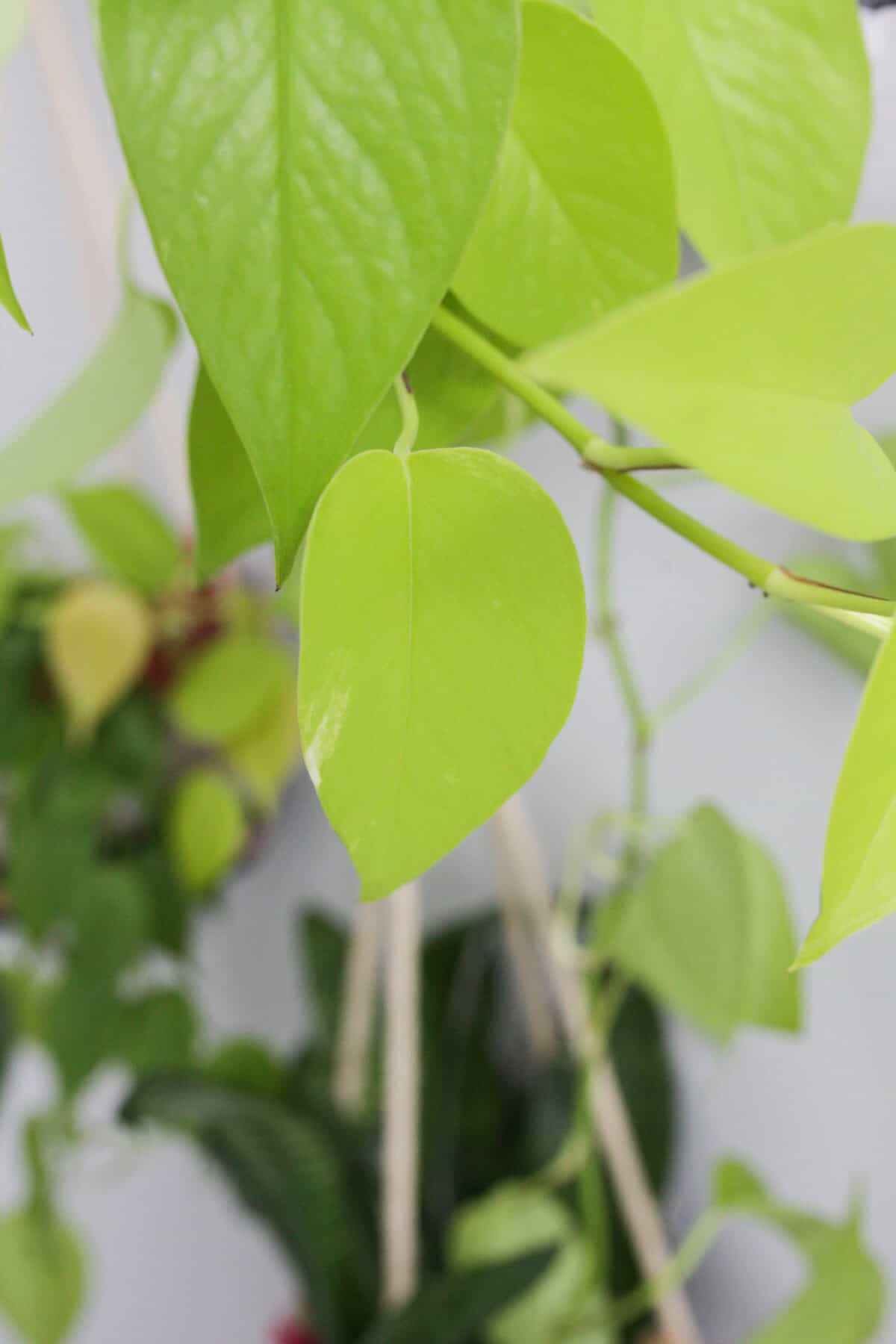 A neon pothos leaf.