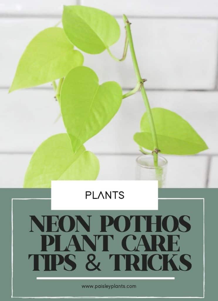 neon pothos plant care