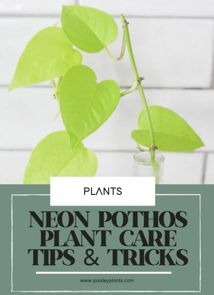 neon pothos care tips