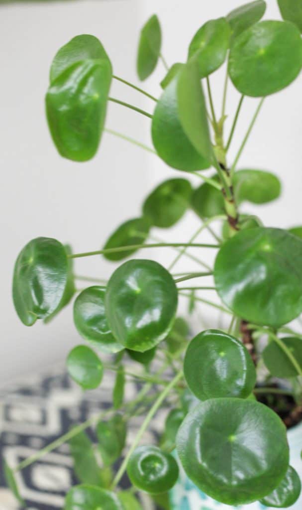 Pilea Peperomioides Plant Care Tips Chinese Money Paisley Plants