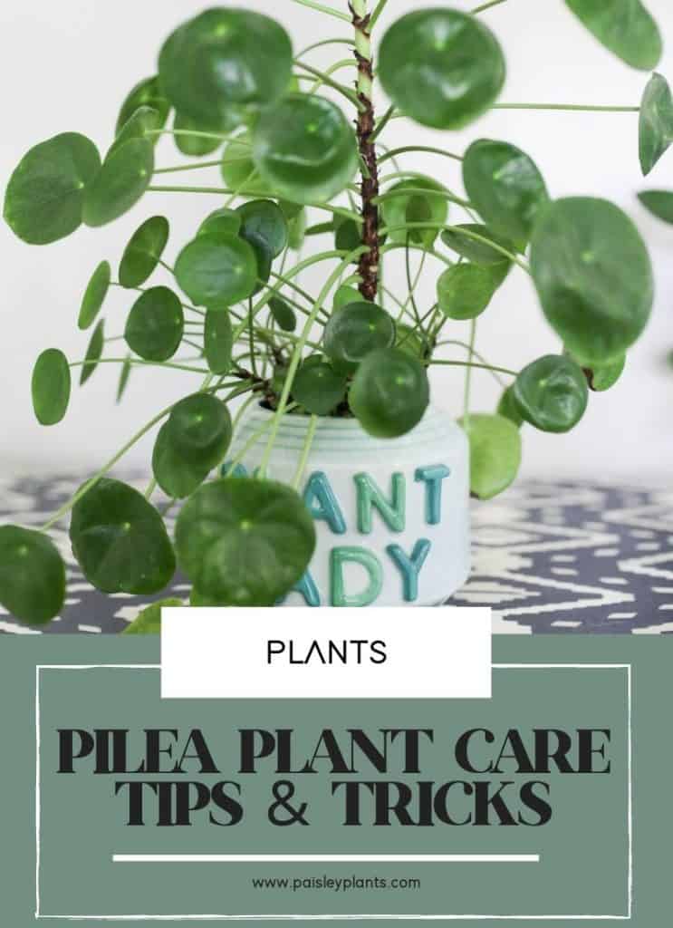 pilea plant care tips and tricks