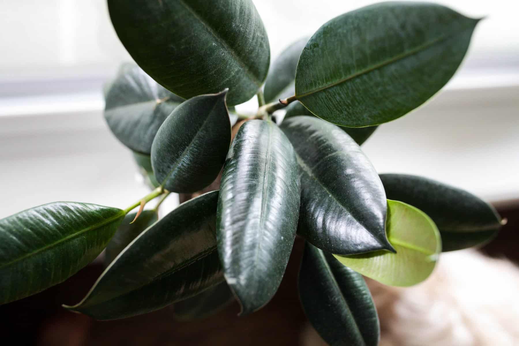 How to Care for Rubber Tree Plants - Paisley Plants