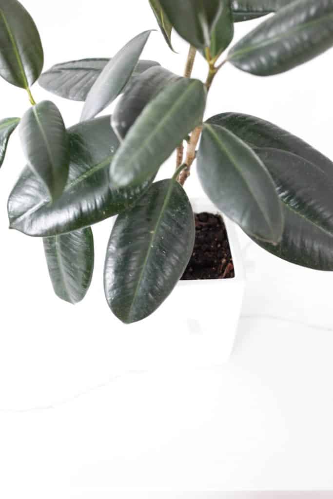 rubber plant