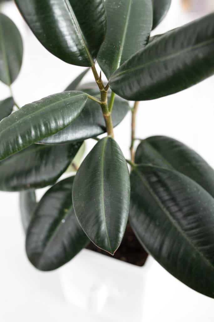 rubber plant