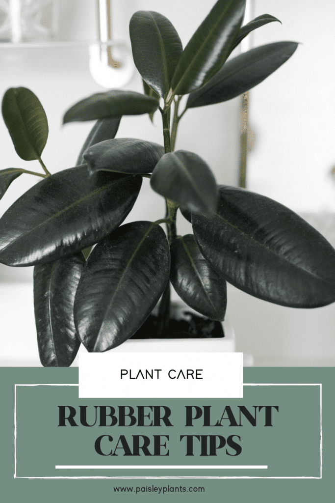 rubber plant care tips