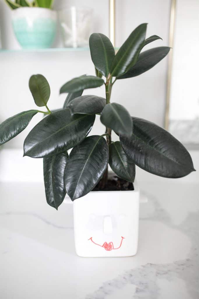 Rubber Plant Care Growing Tips Paisley Plants