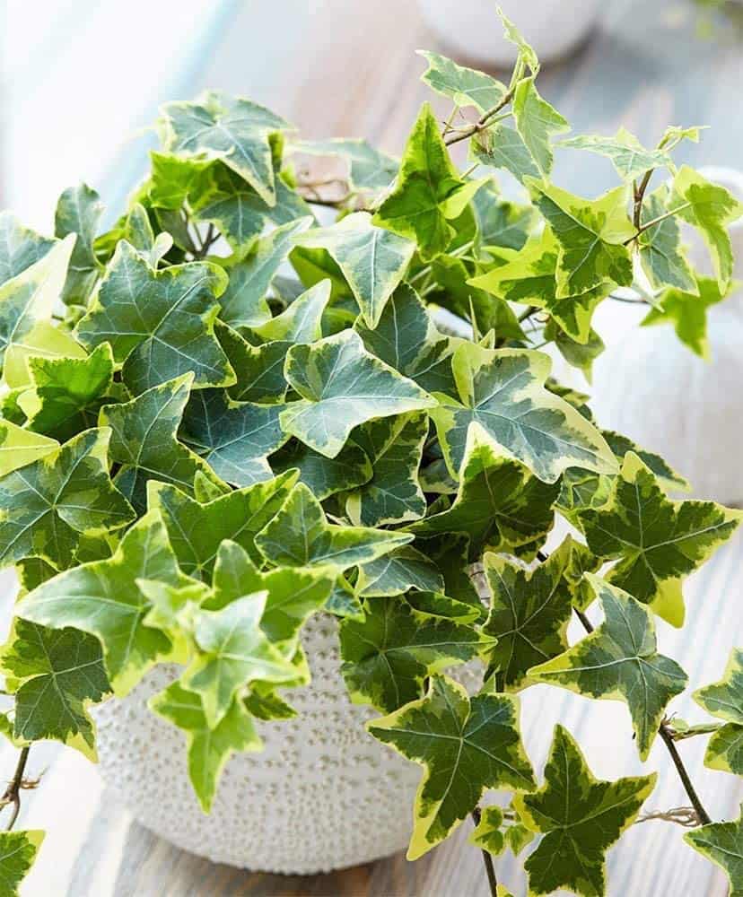 english ivy plant