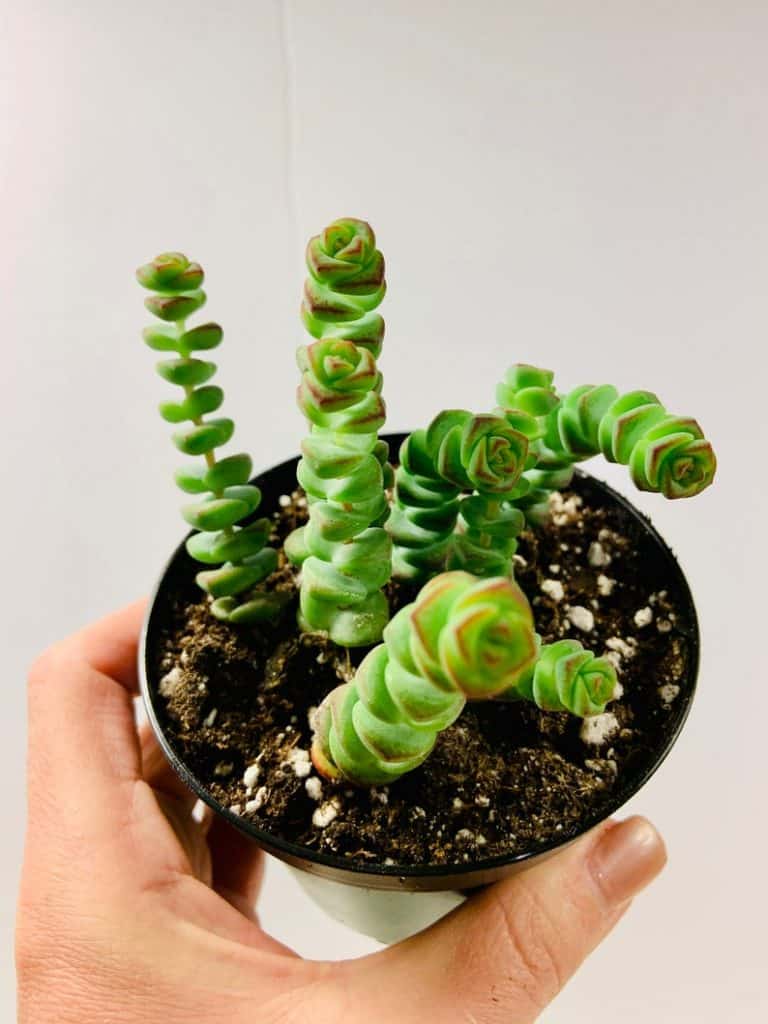 baby necklace crassula