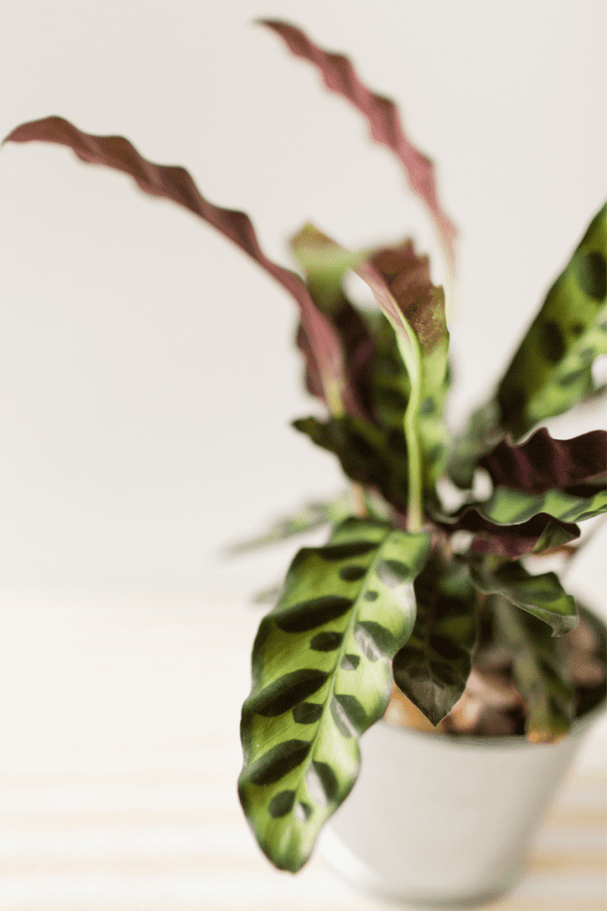 Calathea Rattlesnake