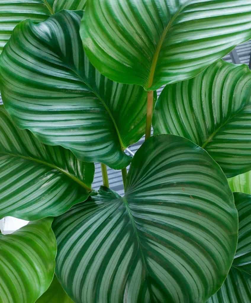 Calathea Orbafolia