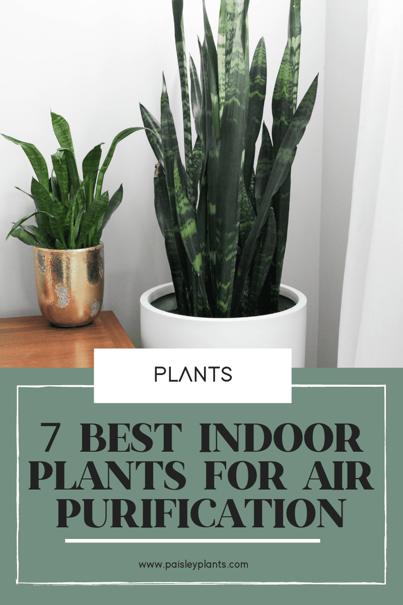 7 Best Air Purifying Plants