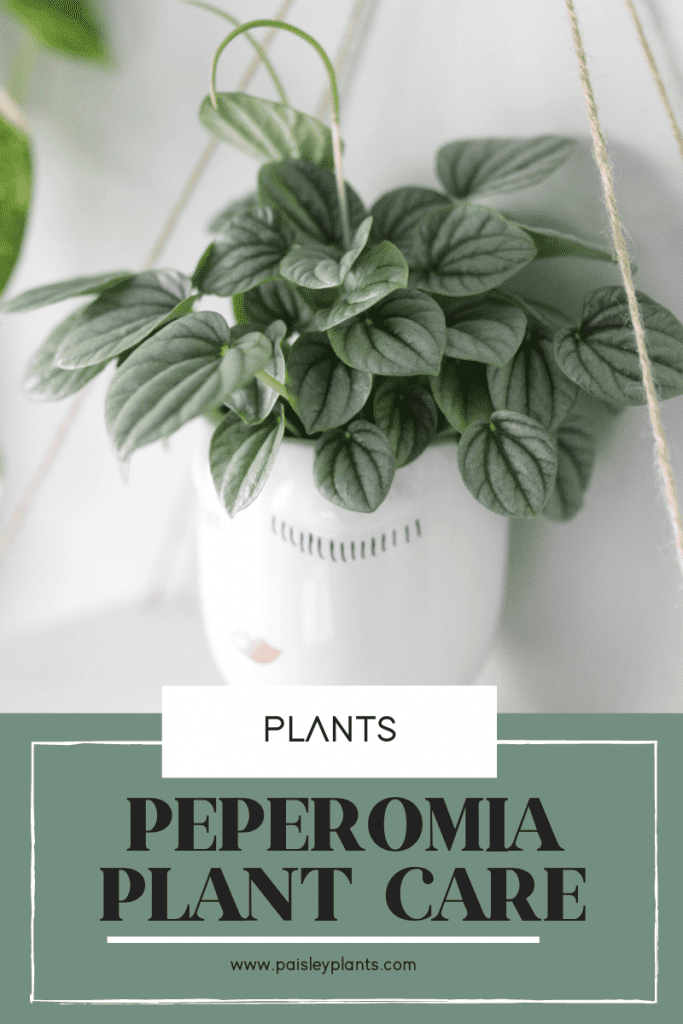 peperomia plant care