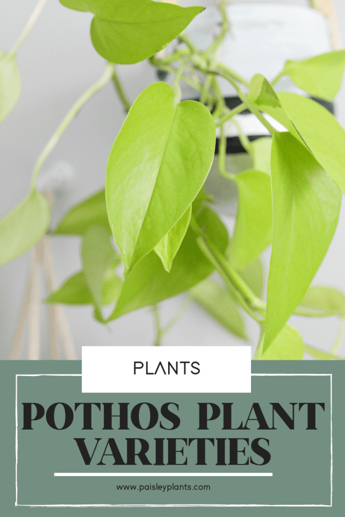 pothos plant varieties