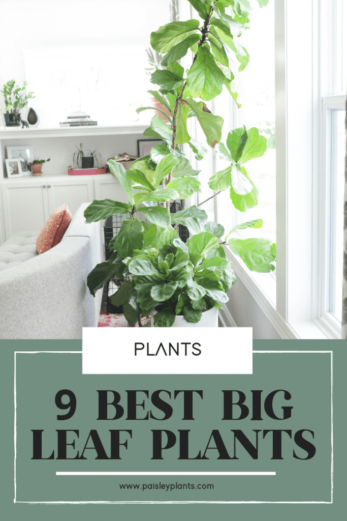 9 Stunning Big Leaf Plants You Need