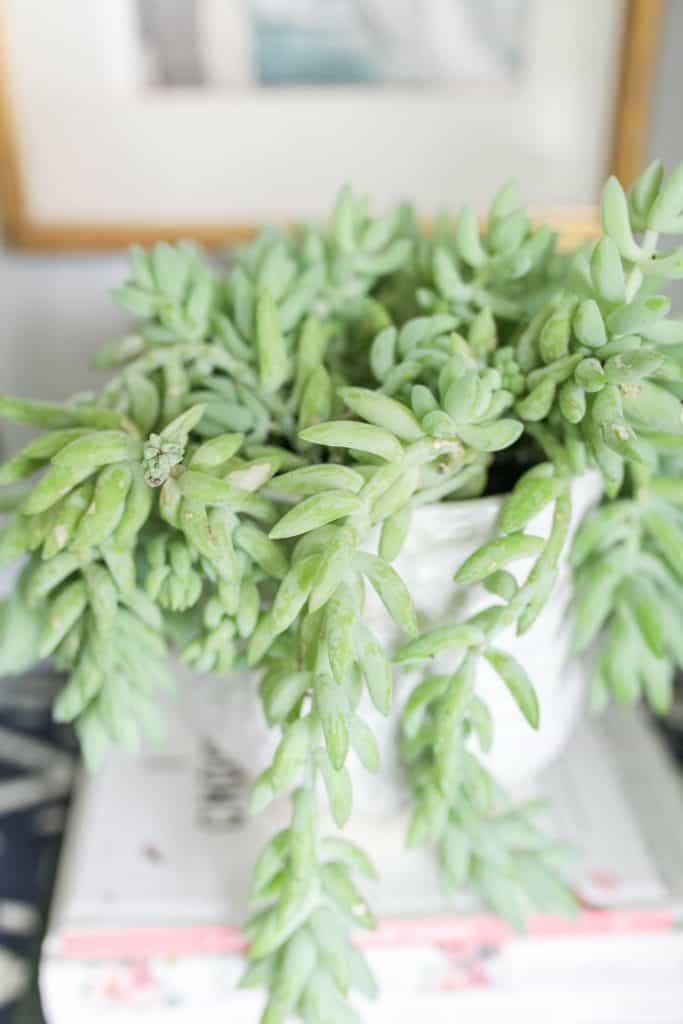 burro's tail succulent