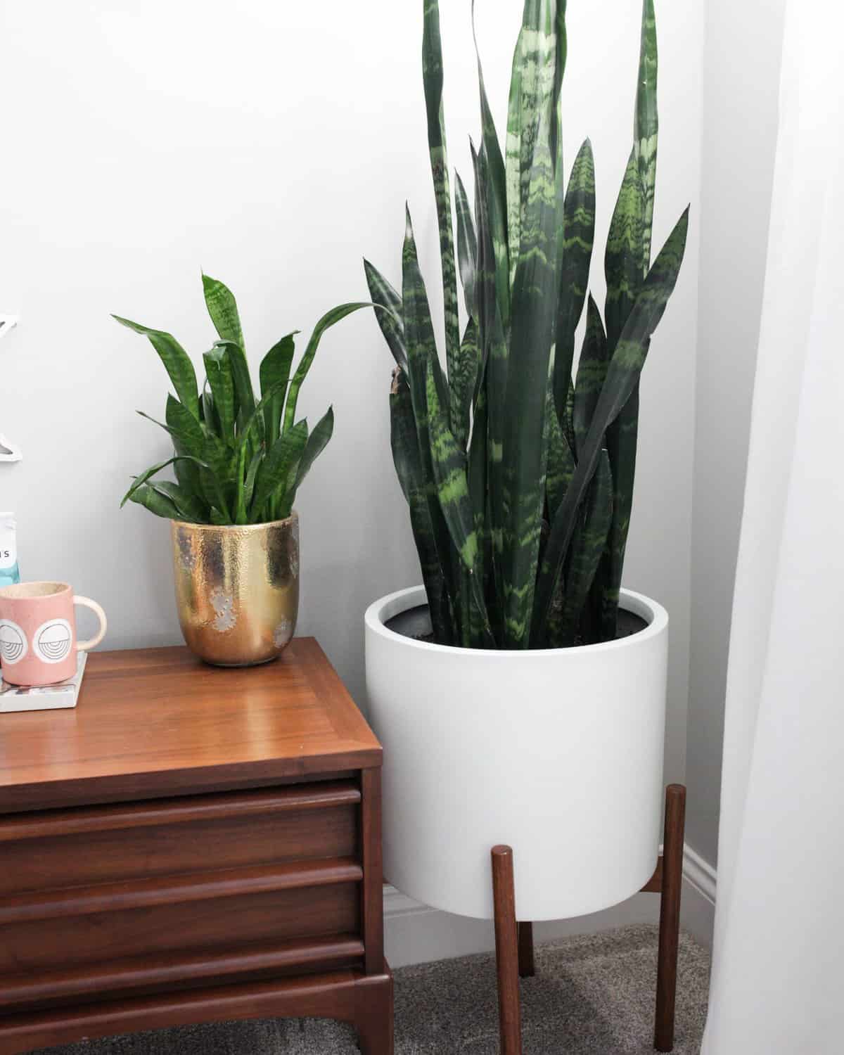 9 Amazing Large Indoor Plants You Need In Your Home - Paisley Plants