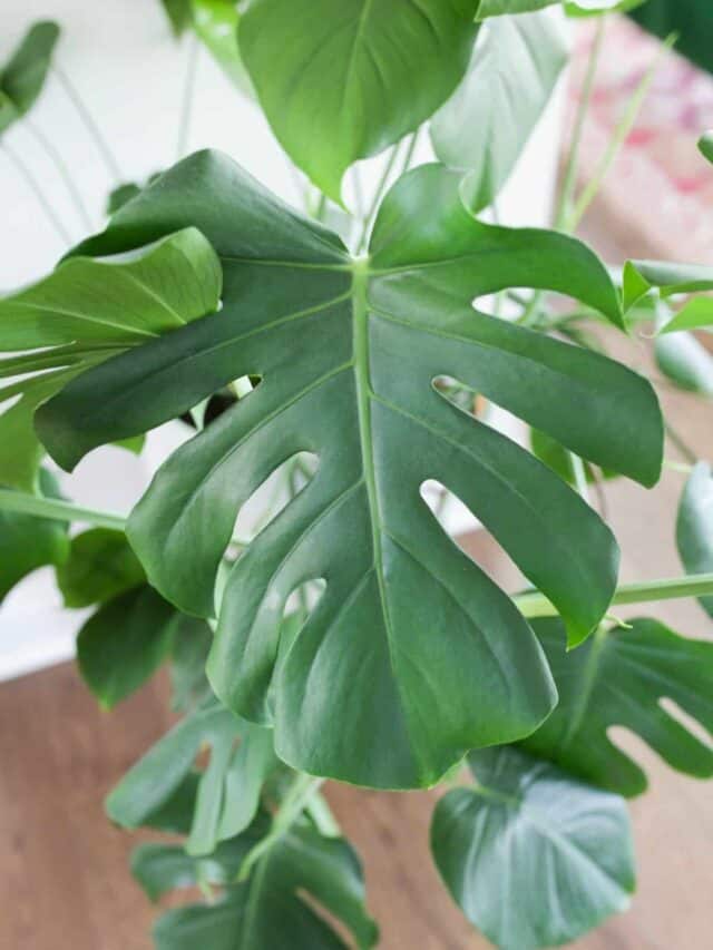 philodendron erubescens imperial green Philodendron erubescens 'Imperial Green' for sale – Jungle Story