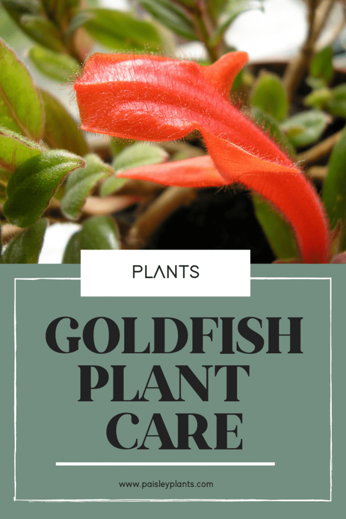 goldfish plant care