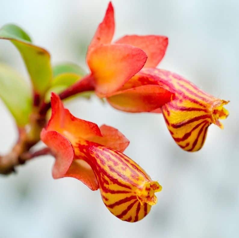 goldfish plant bloom