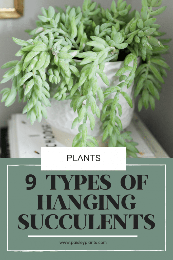 9 Types of Hanging Succulents