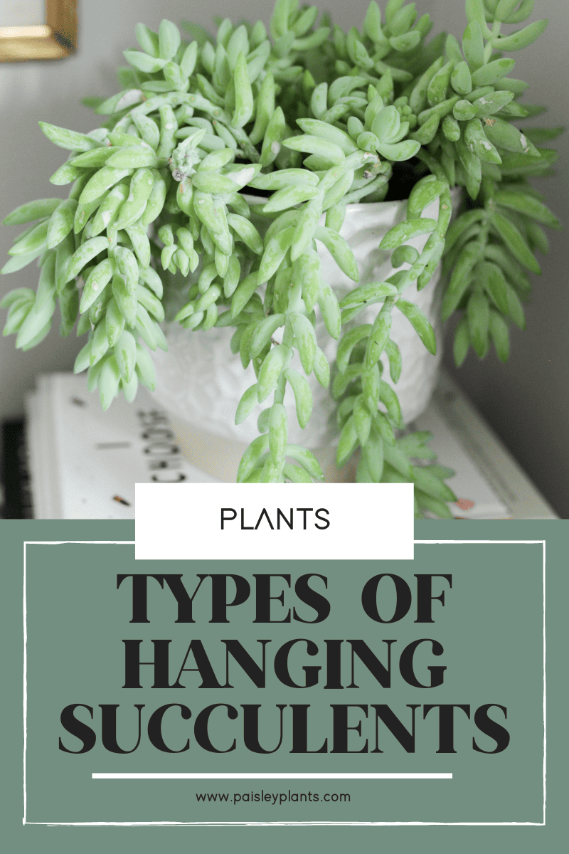 types of hanging Succulents