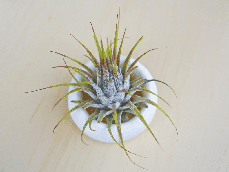 Air Plant