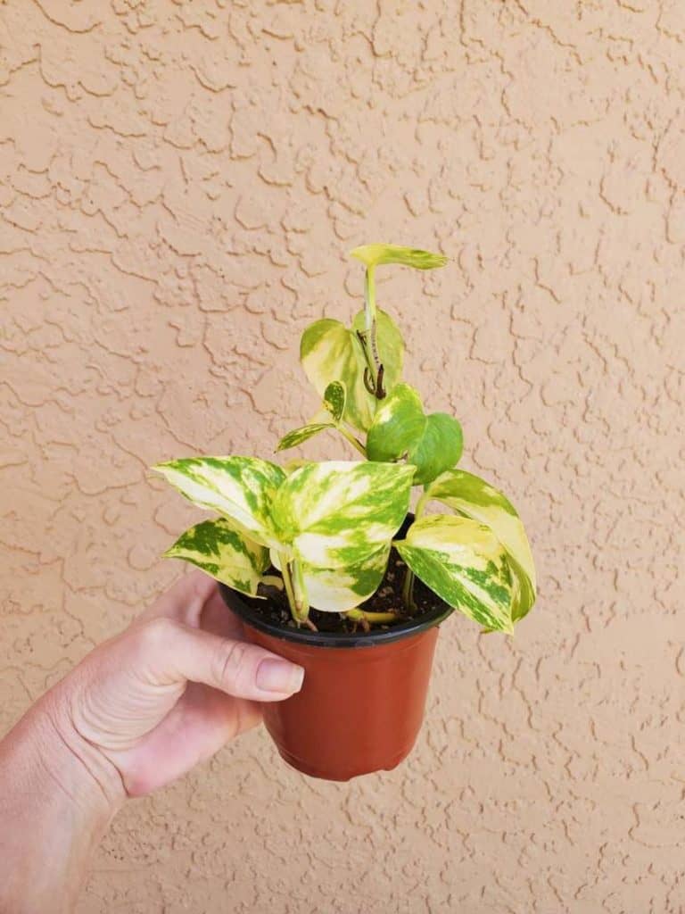 Hawaiian Pothos