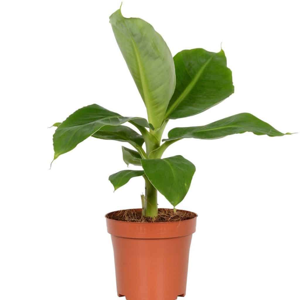 banana plant