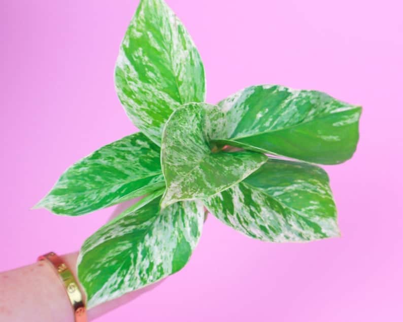 Marble Queen Pothos