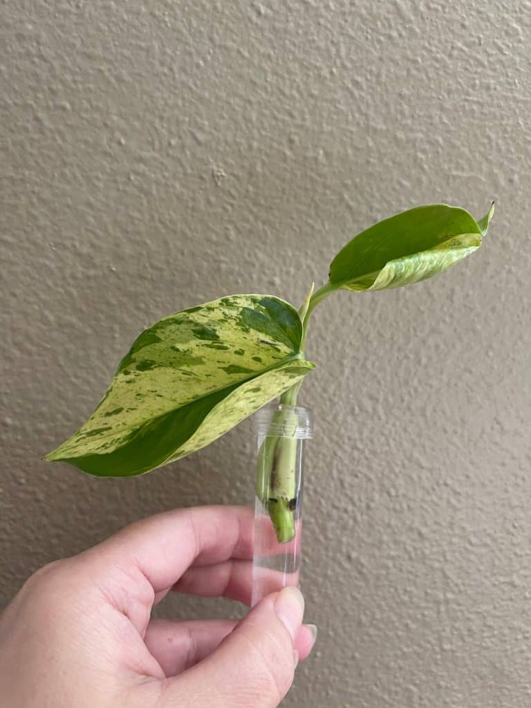 Jessenia Pothos