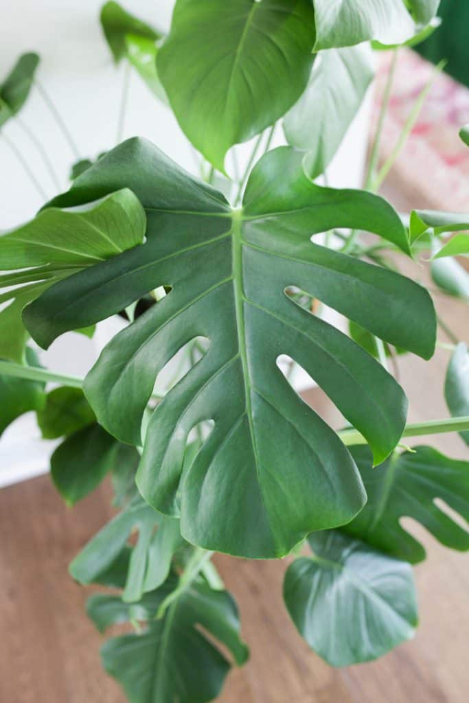 Monstera leaf
