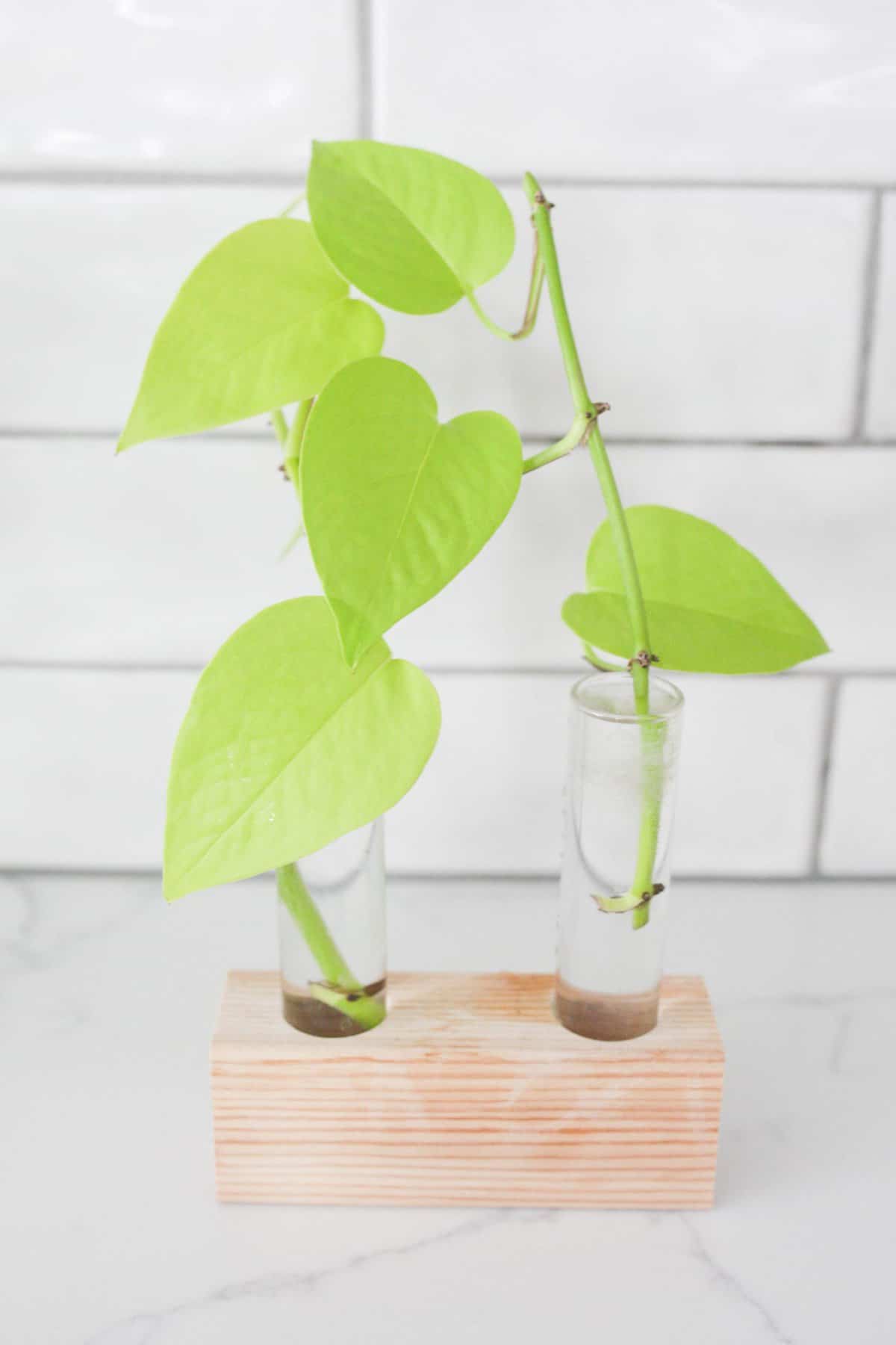 neon pothos plant in water