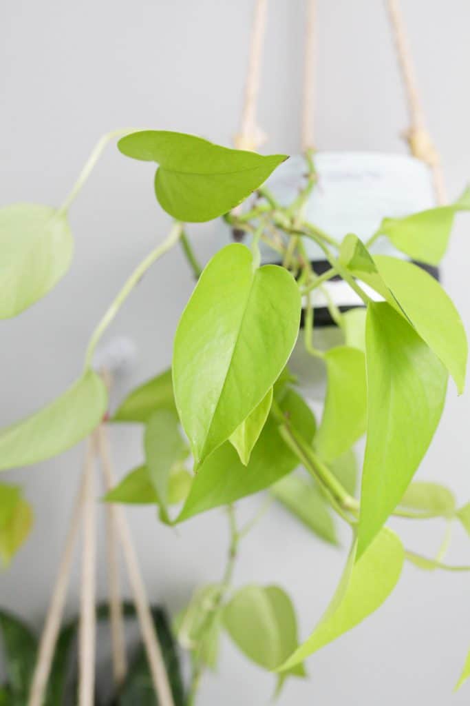 neon pothos